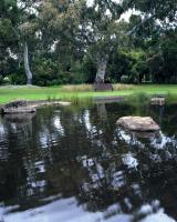 Pond, Australian Native Garden. Chromogenic photograph