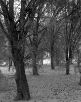 Casuarina grove, within construction zone. Silver gelatin photograph