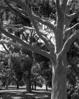 Trees alongside Ross Straw Field, within construction zone. Silver gelatin photograph