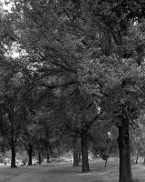 Avenue of trees, Ross Straw Field, within construction zone. Silver gelatin photograph