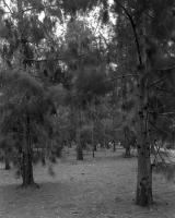 Casuarina grove next to the Zoo, within construction zone. Silver gelatin photograph