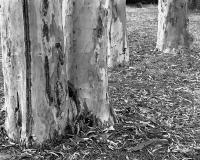 Sugar gums, north Royal Park. Silver gelatin photograph