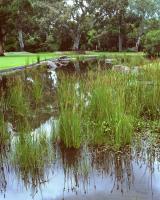 Pond, Australian Native Garden. Chromogenic photograph