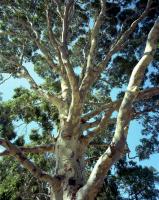 Sugar gum, north Royal Park.  Chromogenic photograph