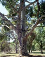 Sugar gum, Ryder Oval. Chromogenic photograph