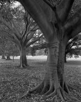 Moreton Bay Figs, Macarthur Road, within construction zone. Silver gelatin photograph