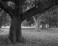 Moreton Bay Figs, Macarthur Road, within construction zone. Silver gelatin photograph