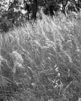 Remnant grassy woodland, within construction zone.  Silver gelatin photograph