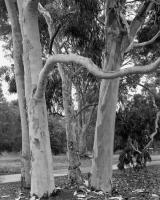 Lemon scented gums, Elliott Avenue, within construction zone. Silver gelatin photograph