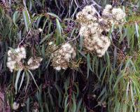 Flowering Lemon scented gum. Elliott Avenue, within construction zone. Chromogenic photograph