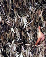 Fallen branch. Brens Drive, within construction zone. Chromogenic photograph