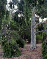 Lemon scented gum, Elliott Avenue, within construction zone. Chromogenic photograph