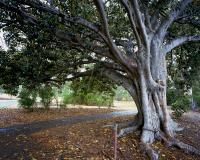 Moreton Bay Fig at tram stop twenty two, within construction zone. Chromogenic photograph