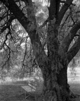 Peppercorn tree. Elliott Avenue & Southgate Street. Silver gelatin photograph