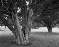 Paperbarks, between Brens Drive & Elliott Avenue, within construction zone. Silver gelatin photograph