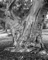 River red gum trunk, Elliott Avenue, within construction zone. Silver gelatin photograph