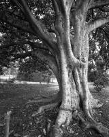 Moreton Bay Fig at tram stop twenty two, within construction zone. Silver gelatin photograph