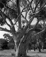 Sugar gum, Macarthur Road, within construction zone. Silver gelatin photograph