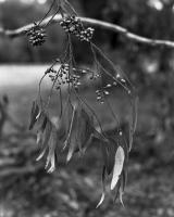 Fallen leaves, Brens Drive, within construction zone.  Silver gelatin photograph