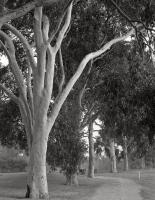 Lemon scented gums. North Royal Park. Silver gelatin photograph