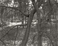 Casuarina. Trin Warren Tam-boore. Silver gelatin photograph