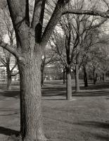 Ross Straw Field mid-winter. Silver gelatin photograph