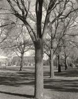 Ross Straw Field mid-winter. Silver gelatin photograph