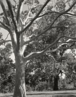 Lemon scented gums. Trin Warren Tam-boore. Silver gelatin photograph