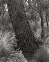 Australian Native Garden. Silver gelatin photograph