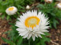 Wlidflowers. Australian Native Garden. Chromogenic photograph