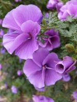 Australian Native Garden. Chromogenic photograph