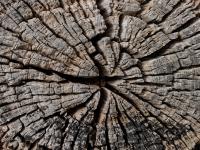 Fallen trunk. White Skink Habitat. Chromogenic photograph