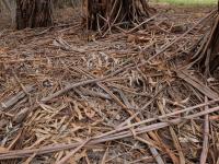 Manna gum ribbons. Elliott Avenue. Chromogenic photograph