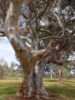 River red gum. Elliott Avenue. Chromogenic photograph