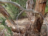 White Skink Habitat. Chromogenic photograph