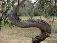 River red gum branch. Elliott Avenue. Chromogenic photograph