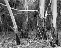 Manna gums, near Elliott Avenue, within construction zone.  Silver gelatin photograph