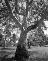 River red gum. Australian Native Garden. Silver gelatin photograph