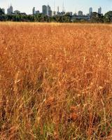 Melbourne CBD from Native Grassland Circle, within construction zone. Chromogenic photograph