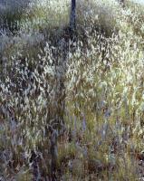 Native grasses, Elliott Avenue, within construction zone. Chromogenic photograph