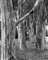 Sugar gums McAlister Oval. Silver gelatin photograph