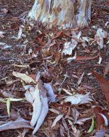 Sugar gum bark. North Royal Park. Chromogenic photograph