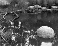 Billabong near Flemington Road. Silver gelatin photograph