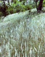 Remnant grassy woodland, within construction zone.  Chromogenic photograph