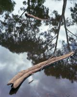 Billabong near Flemington Road.  Chromogenic photograph