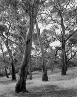 Remnant grassy woodland, within construction zone.  Silver gelatin photograph
