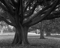 Moreton Bay Figs, Macarthur Road, within construction zone. Silver gelatin photograph