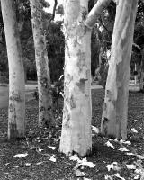 Lemon scented gums, Elliott Avenue, within construction zone. Silver gelatin photograph