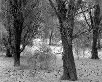 Casuarina grove, within construction zone. Silver gelatin photograph