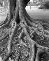 Moreton Bay Fig at tram stop twenty two, within construction zone. Silver gelatin photograph